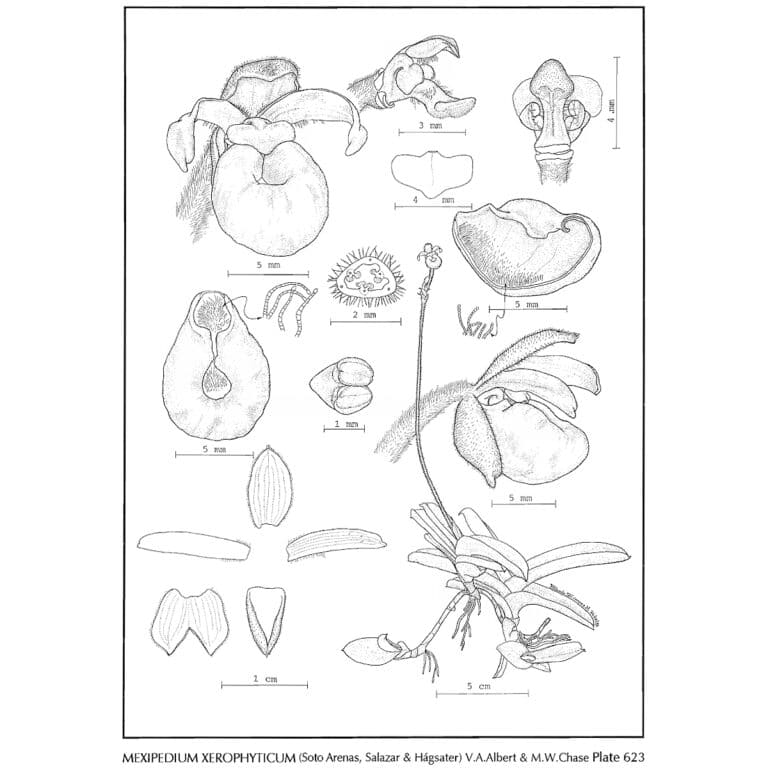 Botanical Illustration of Mexipedium xerophyticum