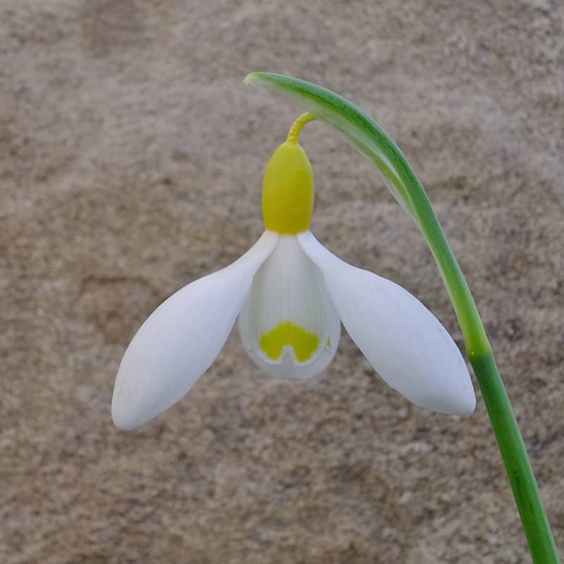 Einzelblüte der gelben Schneeglöckchensorte Galanthus 'Belvedere Gold'