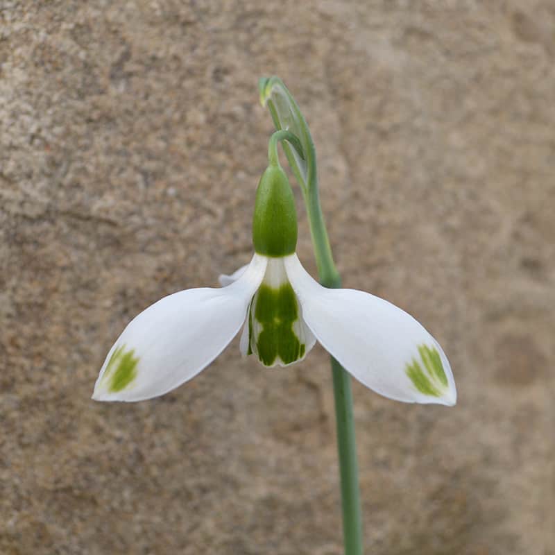 Einzelblüte der grünspitzigen Schneeglöckchensorte Galanthus 'Big Bertha'