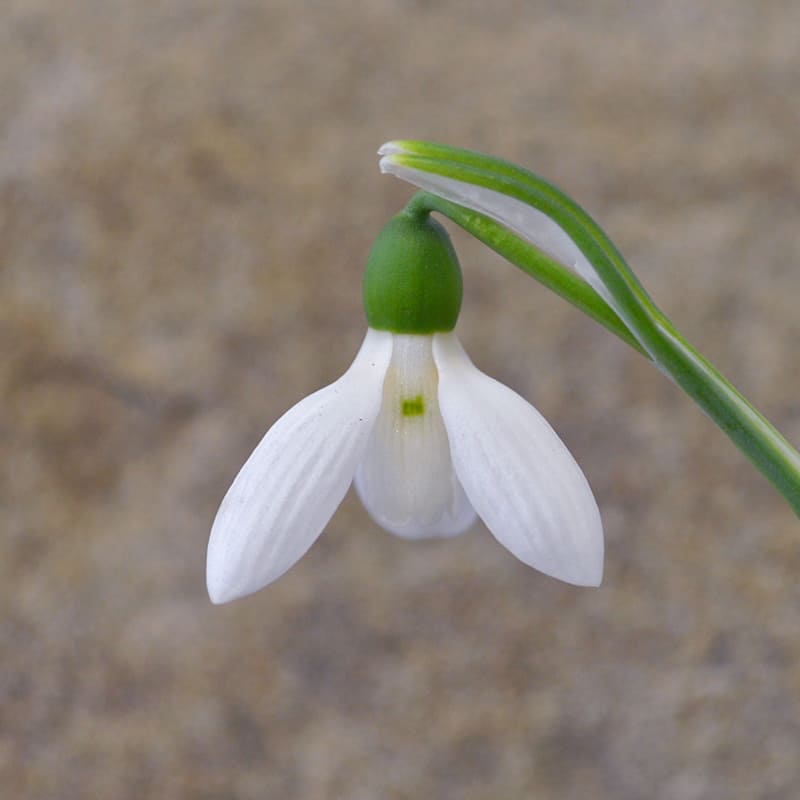 Einzelblüte der interessanten Schneeglöckchensorte Galanthus 'Bulls Eye'