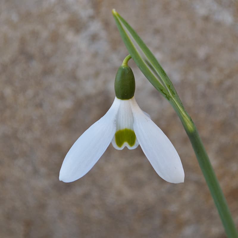 Einzelblüte der früh blühenden Schneeglöckchensorte Galanthus 'Early to Rize'
