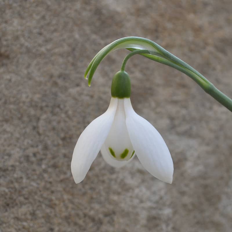Einzelblüte der kanadischen Schneeglöckchensorte Galanthus 'Emerald Bear'