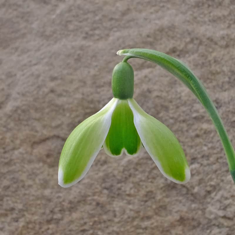 Einzelblüte des virescenten Schneeglöckchens Galanthus 'Green Mile'