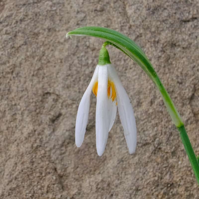 Einzelblüte des aussergewöhnlichen Schneeglöckchens Galanthus 'Orange Star'