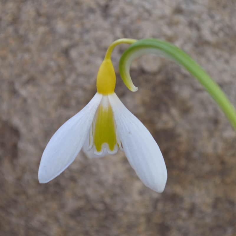 Einzelblüte der gelben Schneeglöckchensorte Galanthus 'Wendy's Gold'