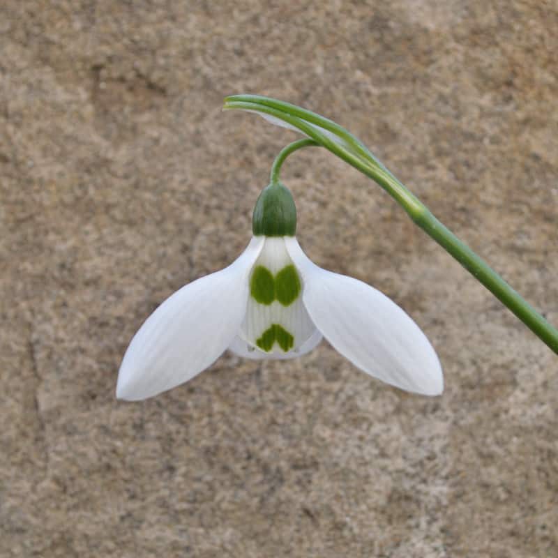 Galanthus 'Canadian Green'