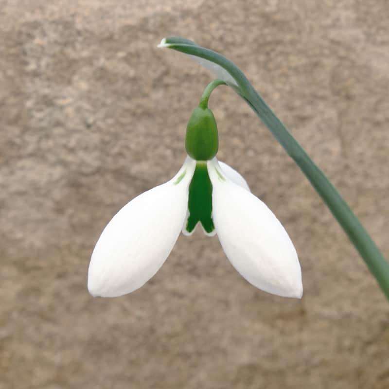 Galanthus 'Dorothy Lucking'