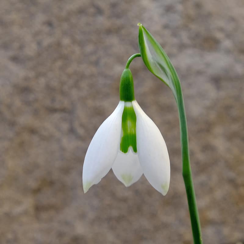 Galanthus 'Fanny'