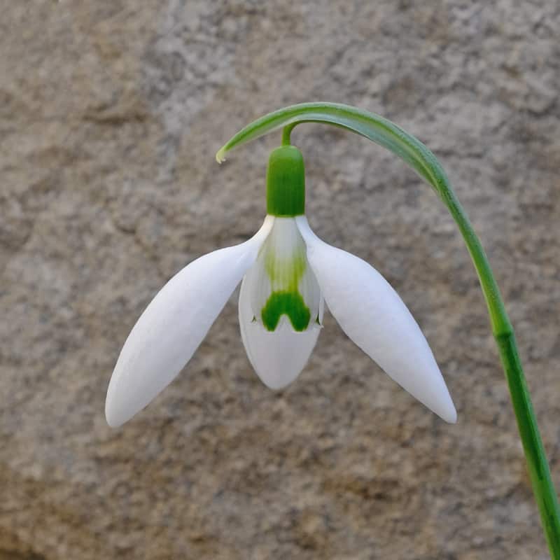 Galanthus 'Ingrid Bauer'