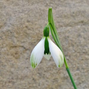 Galanthus 'Caryl Baron'