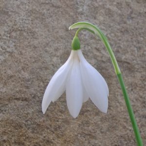 Galanthus 'Swan Lake'