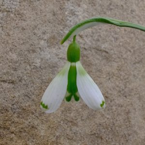 Galanthus 'Wol Staines'