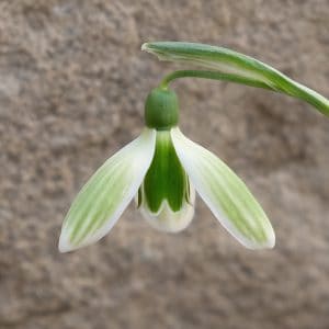 Galanthus BIE-21-V-28