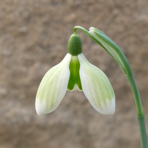 Galanthus BIE-21-V-39