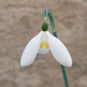Galanthus LDR-19-CH-1