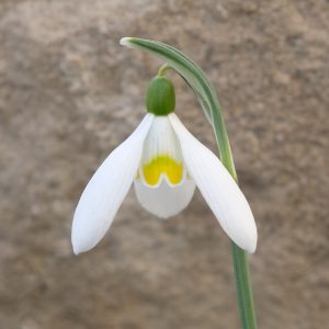 Galanthus LDR-19-GI-1