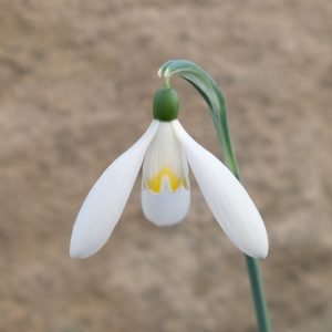 Galanthus LDR-2-19-GI-3