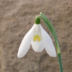 Galanthus VIL-21-GI-02