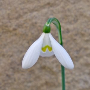 Galanthus LDR-2-19-GI-8