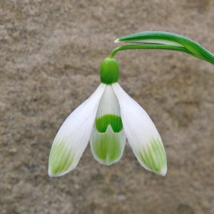 Galanthus'Bünzaue'