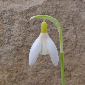 Galanthus 'Chthonic'