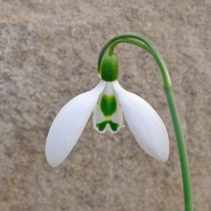 Galanthus 'Elizabeth Benfield'