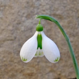 Galanthus 'Grave Concern'