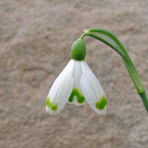 Galanthus 'Kato'