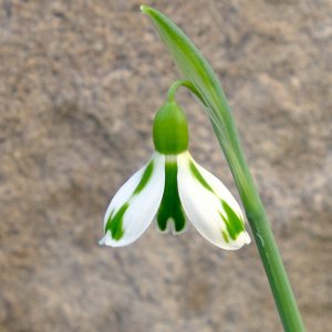 Galanthus 'Lucy'