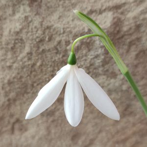 Galanthus reginae-olgae 'Greek Skirt'
