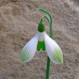 Galanthus 'Painter's Palette'