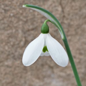 Galanthus cilicicus