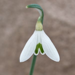 Galanthus 'Corfu Lime'