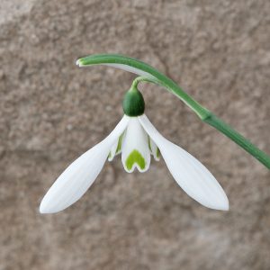 Galanthus reginae-olgae