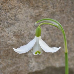 Galanthus 'Egret'