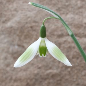Galanthus 'Painter's Canvas'