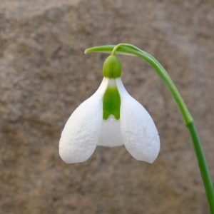 Galanthus 'Yaffle'